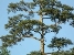 СОСНИ (Pinus) - Сад-Город